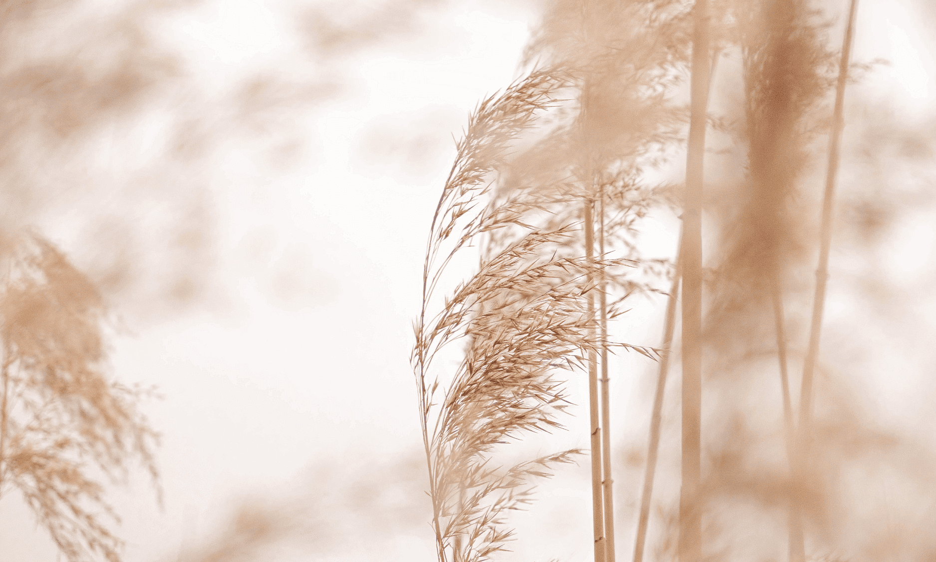 Golden wheat stalks gently swaying against a light, blurred background.