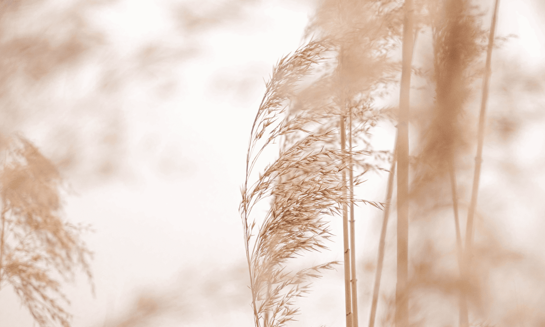 Golden wheat stalks gently swaying against a light, blurred background.